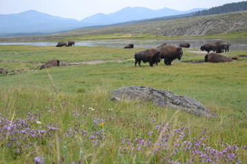 Bisonti allo stato brado nello Yellowstone National park in Wyoming 
