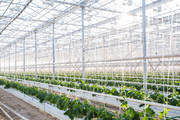Obraz premium Plants in greenhouse. Cucumber plants growing