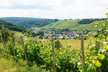 Fototapeta na wymiar Weinort Burgen in einem Seitental zwischen Mosel und Hunsrück 