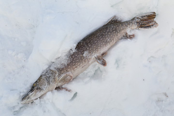 Frozen pike lying in the snow. Winter fishing on the Indigirka. Yakutia. Russia.