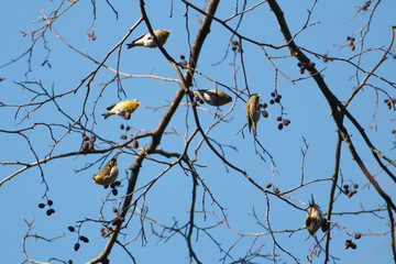 Flock of Eurasian siskins on alder tree