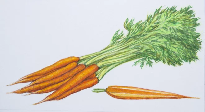 Drawing carrots that look even better than real carrots - Lee Angold