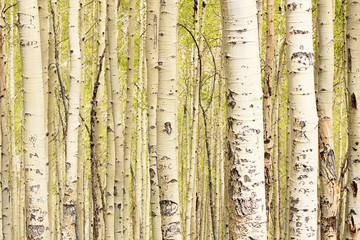 Obraz premium Aspens