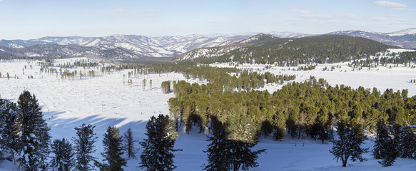 Winter landscape. Panorama of Altai Mountains. Cedar forest.