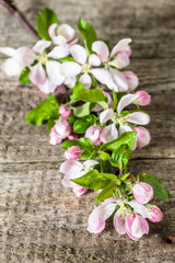 Fototapeta na wymiar Apple blossom on wood, spring blossoming branch 