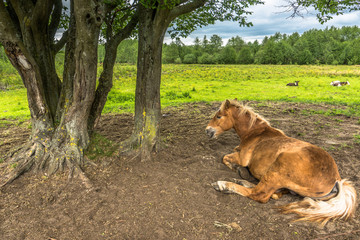 Naklejka premium Beautiful horse on field behind wooden fence, horse farm, country landscape