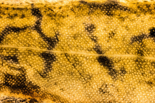 Burbot Fish Skin