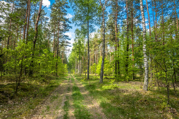 Beautiful forest road at spring landscape