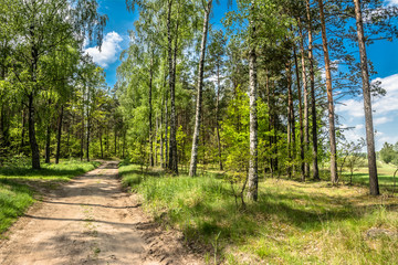 Nature trail in the forest, spring landscape