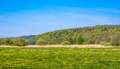 Blooming dandelions on spring meadow, landscape