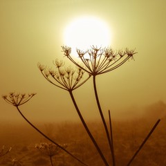 misty morning winter sunshine looking held up by spikey silhoutted hogweed. 