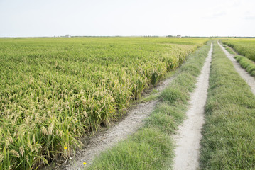 Fototapeta na wymiar rice paddy