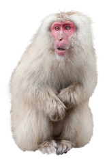 Japanese Macaque Cut Out
