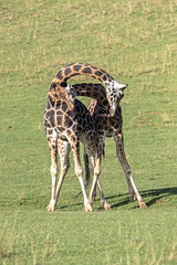 Besos de altura