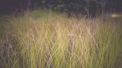 Green grass flowers field outdoor in vintage style.