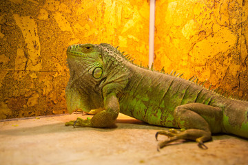 Portrait close up of iguana. Reptile on orage background