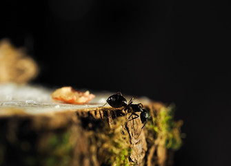 ant