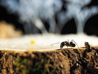 ants
