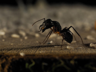 ant closeup