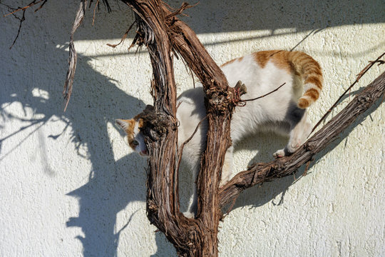 A red cat climbs and hides on a branch vines which creep by the