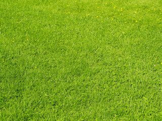 green grass with small flowers, ecological background, manicured lawn