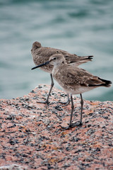 Two western sandpipers perched on a rock overlooking the Gulf of Mexico.