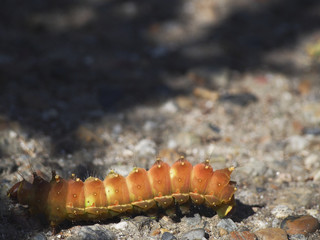 A fat squishy orange caterpillar crawls across the road.