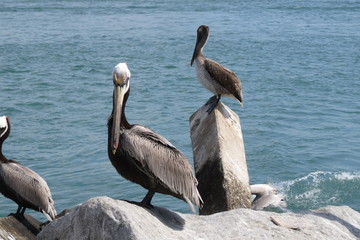 Pelicans standing on rocks
