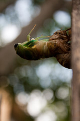 A cicada nymph molting from its exoskeleton as it becomes and adult.