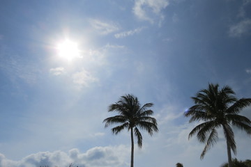 Palm sky