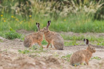 Zając szarak  (Lepus) © szczepank