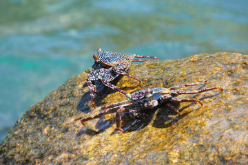 South American Tropical Sea Crabs on the Rocks