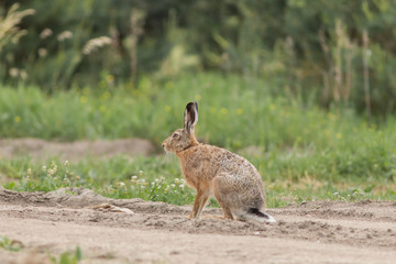 Zając szarak  (Lepus) © szczepank