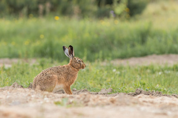 Zając szarak  (Lepus) © szczepank