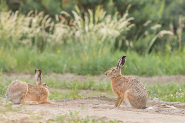 Zając szarak  (Lepus) © szczepank