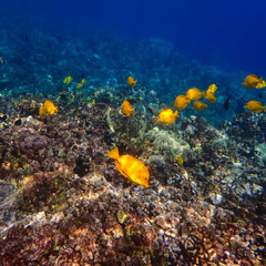 Many yellow tang, a type of tropical fish, swim around a reef in Hawaii.