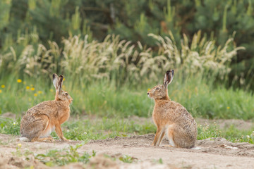 Zając szarak  (Lepus) © szczepank