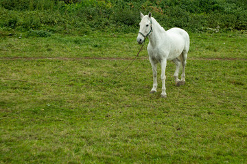 Obraz na płótnie Canvas white horse walks on a green meadow