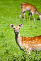 A family of spotted deer in a green meadow on a sunny day.