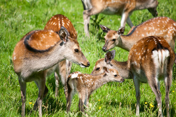 Naklejka na ściany i meble A family of spotted deer in a green meadow on a sunny day.