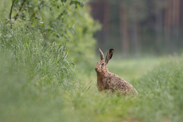 Zając szarak (Lepus) © szczepank