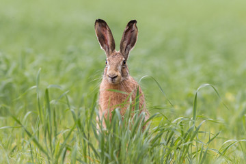Zając szarak (Lepus) © szczepank