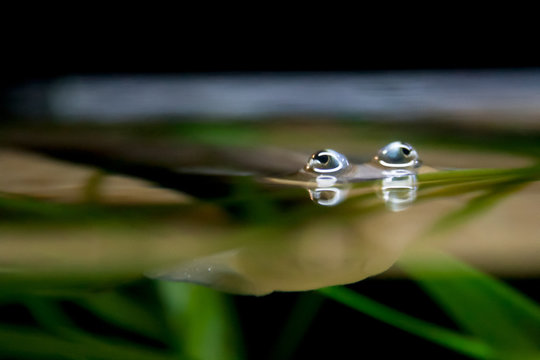 The four-eyed fish is a unique freshwater creature that can see above and below the water because of the way its eyes stick out from the top of the water.