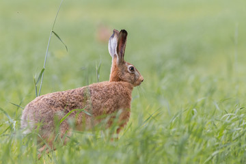 Zając szarak (Lepus) © szczepank