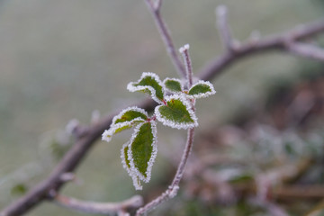 Frozen Leaves