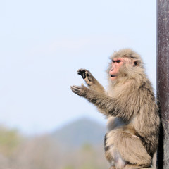 Japanese macaca clapping hands