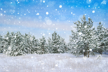 Winter landscape. Pine trees covered with snow.