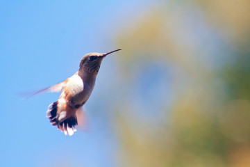 A hummingbird flying through the air with wings moving so fast as to be a blur.