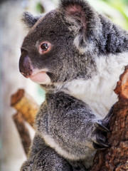 Profile view of a koala bear on a tree branch. © Nikki