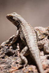 A desert lizard perched on a rock in New Mexico.